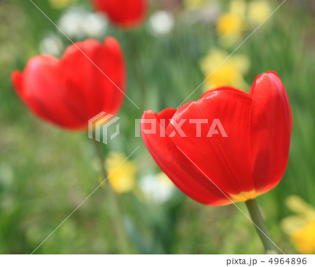 チューリップ 4964896