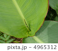 螺旋 4965312