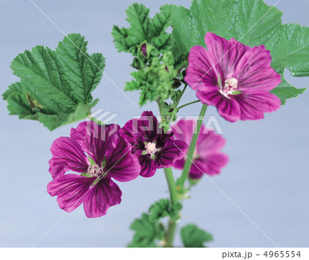 ハーブ生活図鑑 4965554