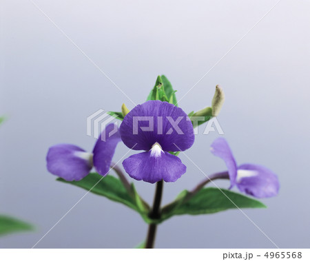 ハーブ生活図鑑 4965568