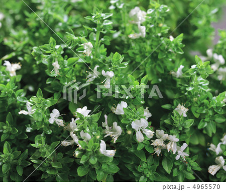 ハーブ生活図鑑 4965570