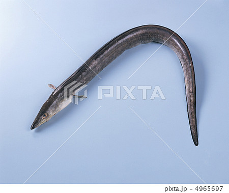 ザ食材／魚＆肉 4965697