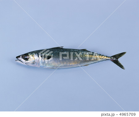 ザ食材／魚＆肉 4965709