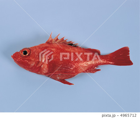 ザ食材／魚＆肉 4965712