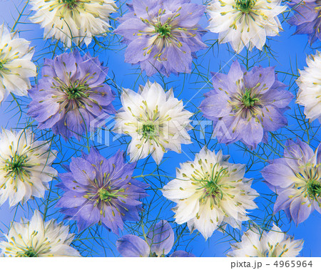 フラワーパターン 4965964