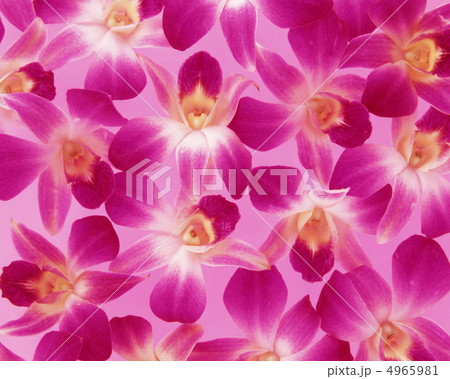 フラワーパターン 4965981