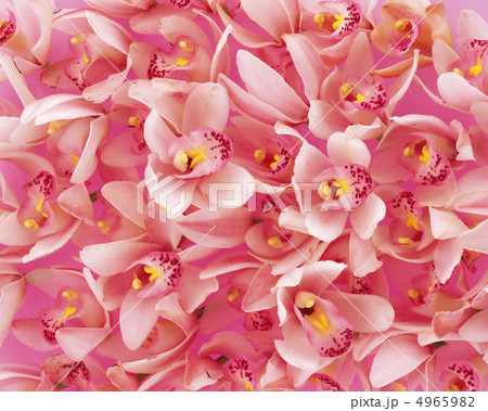 フラワーパターン フラワーパターン 4965982