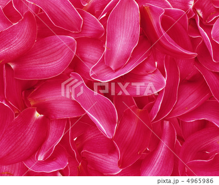 フラワーパターン 4965986