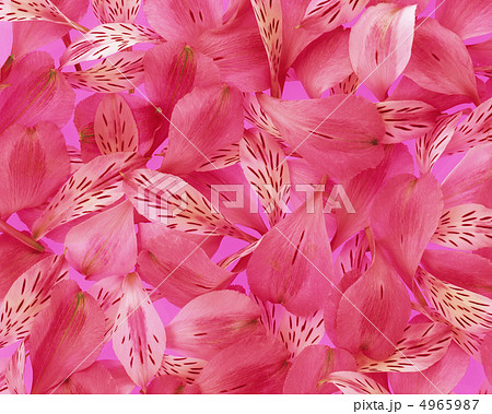 フラワーパターン 4965987