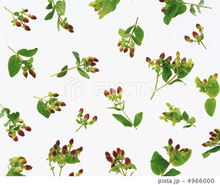 フラワーパターン 4966000