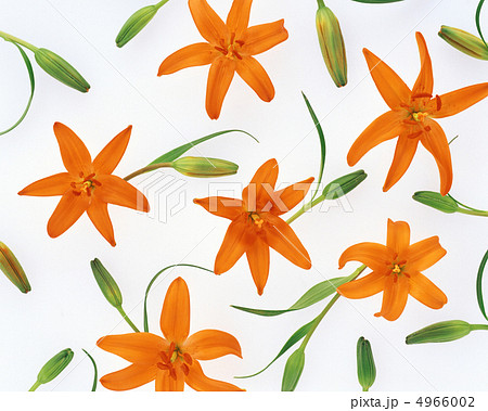 フラワーパターン フラワーパターン 4966002