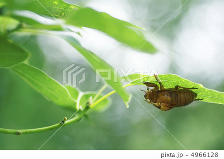 空蝉。 空蝉。 4966128