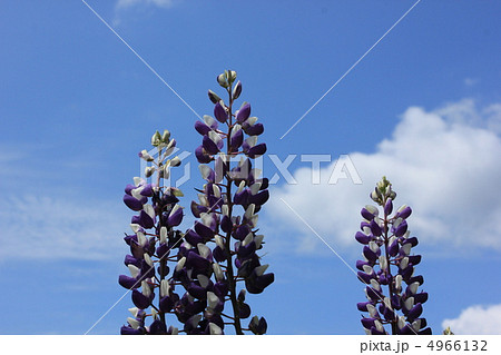 ルピナス ルピナス 4966132