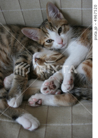 仲良し猫兄妹 4967520