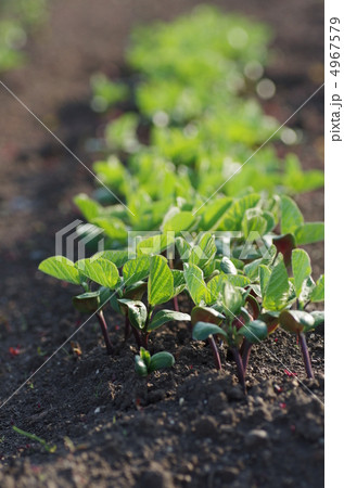 大豆の芽 大豆の芽 4967579