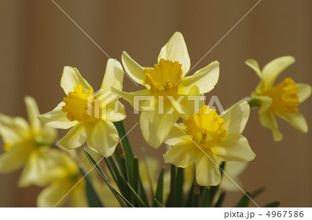 スイセン 4967586