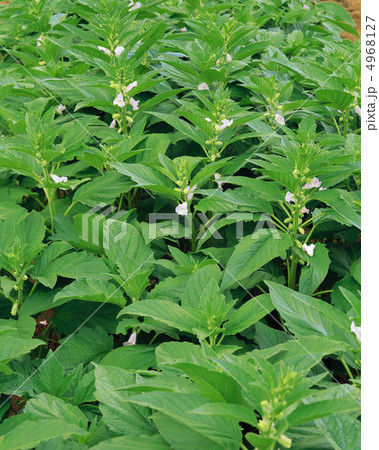 収穫のとき 収穫のとき 4968127