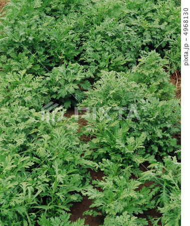 収穫のとき 4968130