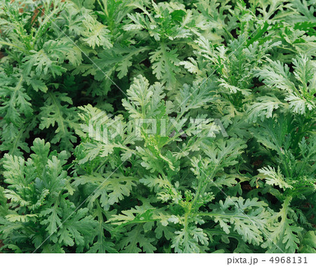 収穫のとき 4968131