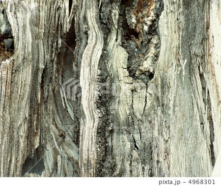 自然美術館 4968301