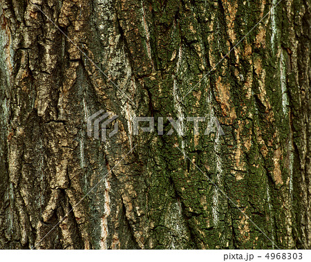 自然美術館 4968303