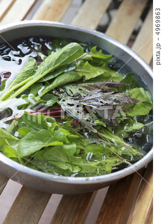 氷水でしめたグリーンサラダ用の葉もの食材 4969863