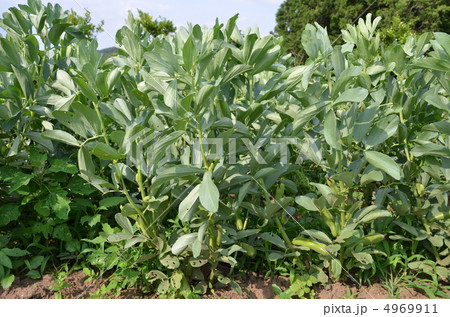 野菜畑 4969911
