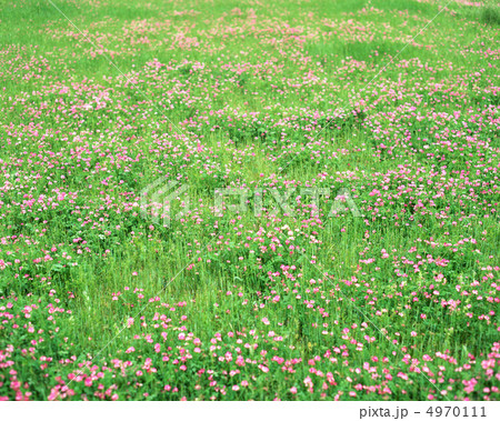 春光紀行 4970111