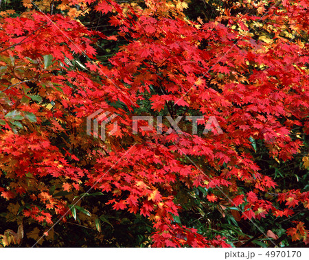 秋色爛漫 4970170
