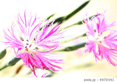 カワラナデシコ カワラナデシコ 4970391