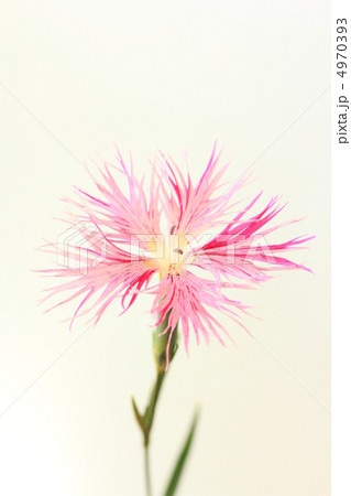 カワラナデシコ　 4970393