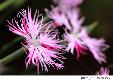 カワラナデシコ　 4970395