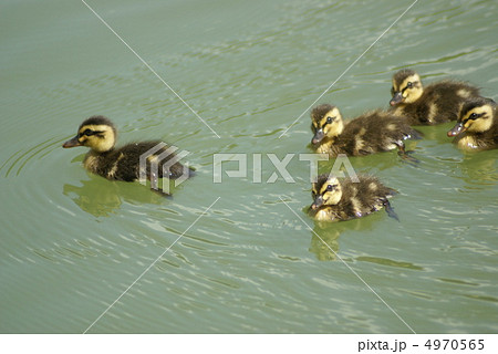 カルガモの子供 4970565