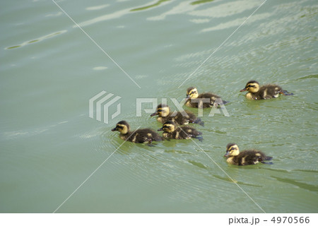 カルガモの子供 4970566