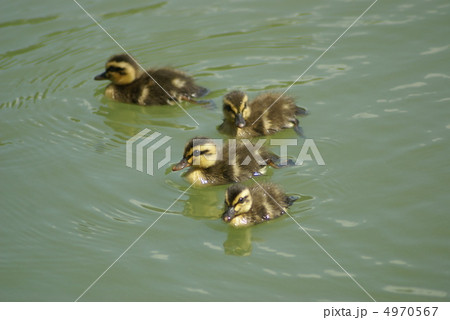 カルガモの子供 4970567