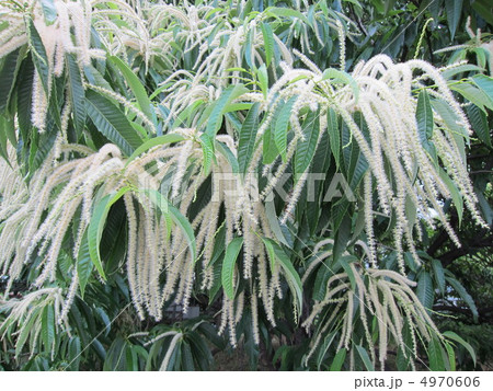 紫陽花 4970606