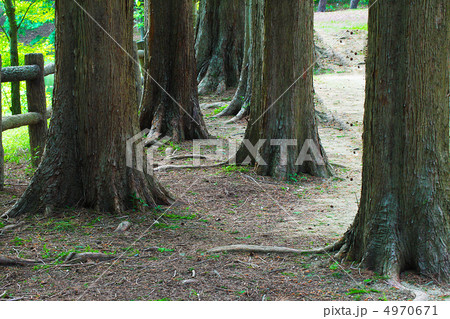 森林浴・ハイキングコース 4970671