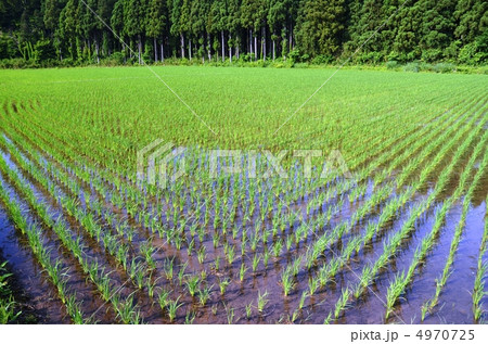 整然と植えられた稲 4970725