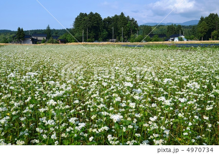 白い花を咲かせたソバ畑 4970734