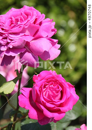 薄赤紫色の薔薇・シャトルーズ ドゥ パルム 薄赤紫色の薔薇・シャトルーズ ドゥ パルム 4970748