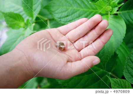カタツムリをのせた子供の手 カタツムリをのせた子供の手 4970809