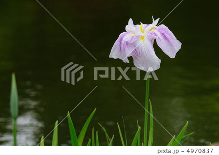 菖蒲 4970837