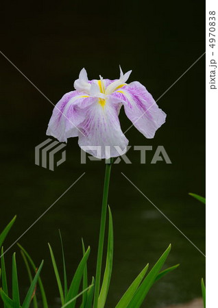 菖蒲 4970838