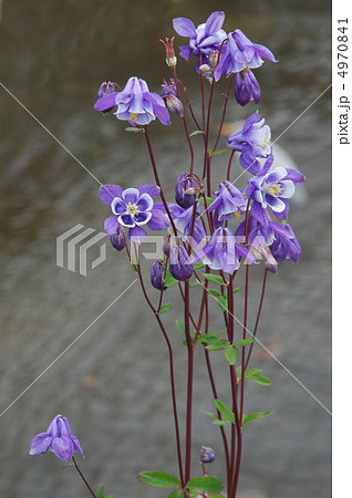 ミヤマオダマキ 4970841