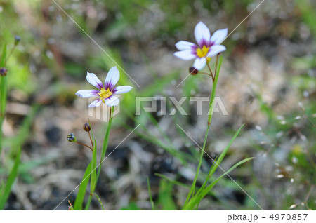 ニワゼキショウ 4970857