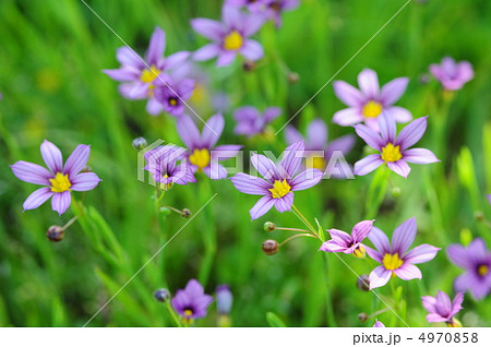 ニワゼキショウ 4970858