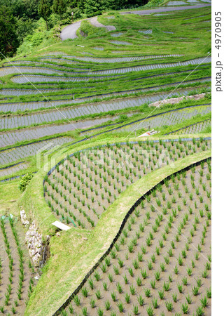 丸山千枚田 丸山千枚田 4970905