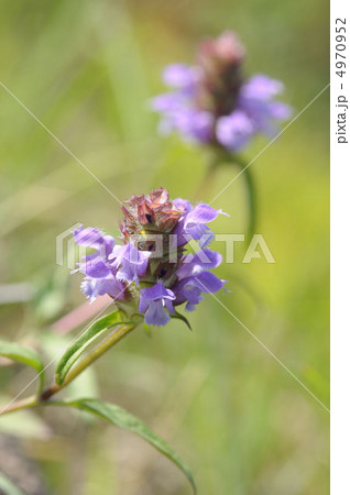 ウツボグサ 4970952