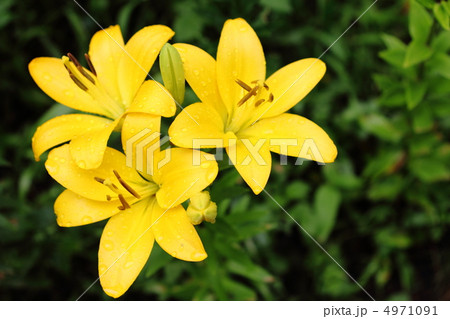 雨上がり、華やかに咲く黄色のユリの花 雨上がり、華やかに咲く黄色のユリの花 4971091