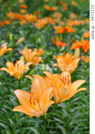 雨上がり、鮮やかに咲くオレンジ色のユリの花 4971115